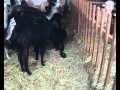 Alpaka Geburt am 16.12.2010-das Fohlen ist ein Stuetchen-video-2.jpg